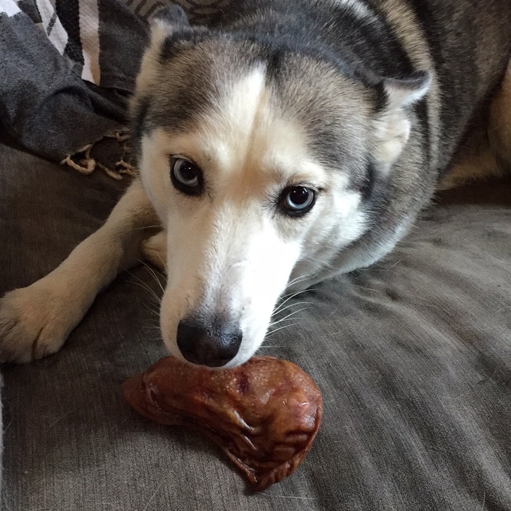 Picture of husky